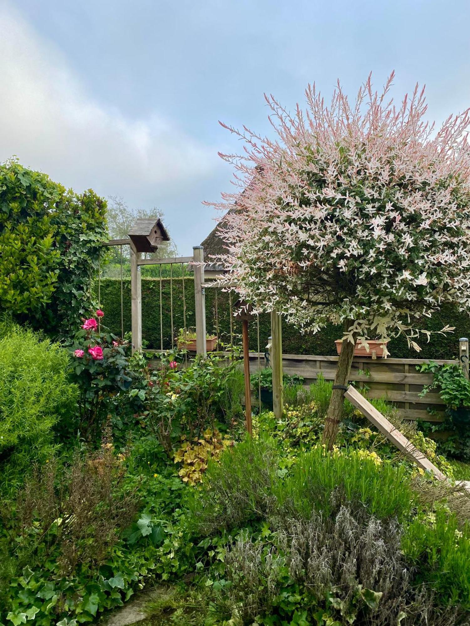 Chambres Tout Confort Du Tilleul Bosc-Benard-Commin Exterior foto
